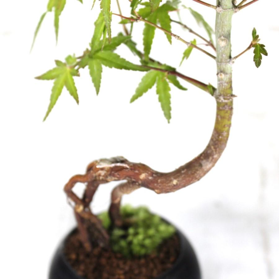 イロハモミジ 人気の根上がり盆栽 もみじ bonsai 送料無料 : 盆栽
