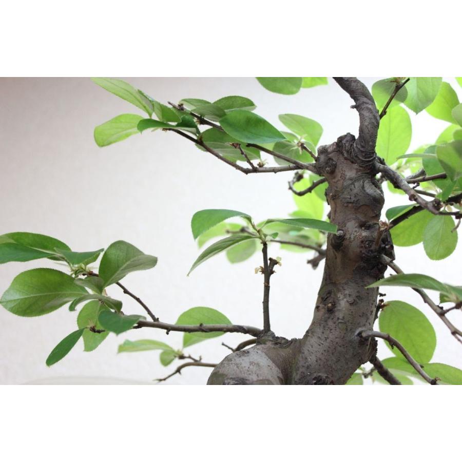 唐カリン カリン盆栽 花梨かりん bonsai 送料無料 : 盆栽ショップ