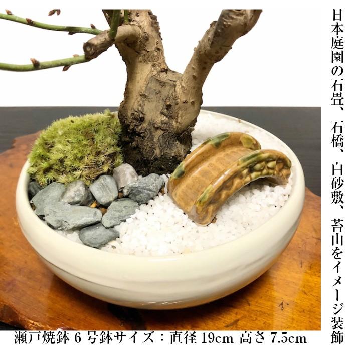 盆栽 梅 紅白梅 室内 初心者 おしゃれ盆栽 癒し 植物 フラワーギフト