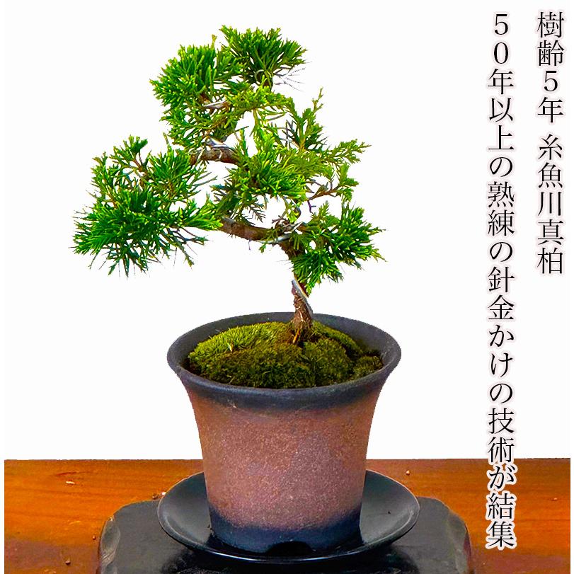 盆栽 真柏 入門種 樹齢5年 特撰 曲幹糸魚川真柏 挿し木 松 室内 初心者