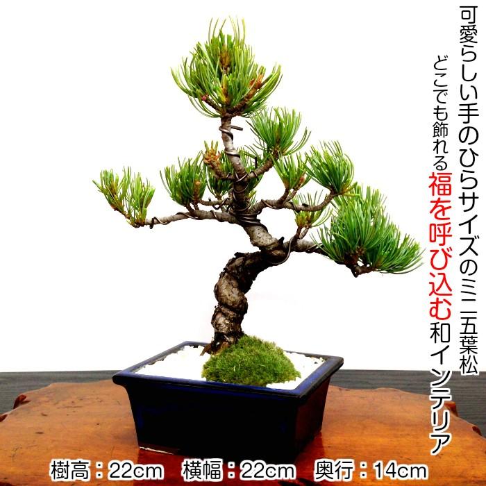 盆栽 松 樹齢8年 特選 曲付き 高松五葉松 室内 初心者 おしゃれ
