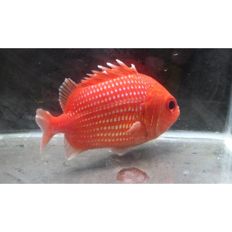 イットウダイ科） エビスダイ Ostichthys japonicus （6〜10cm） 1匹