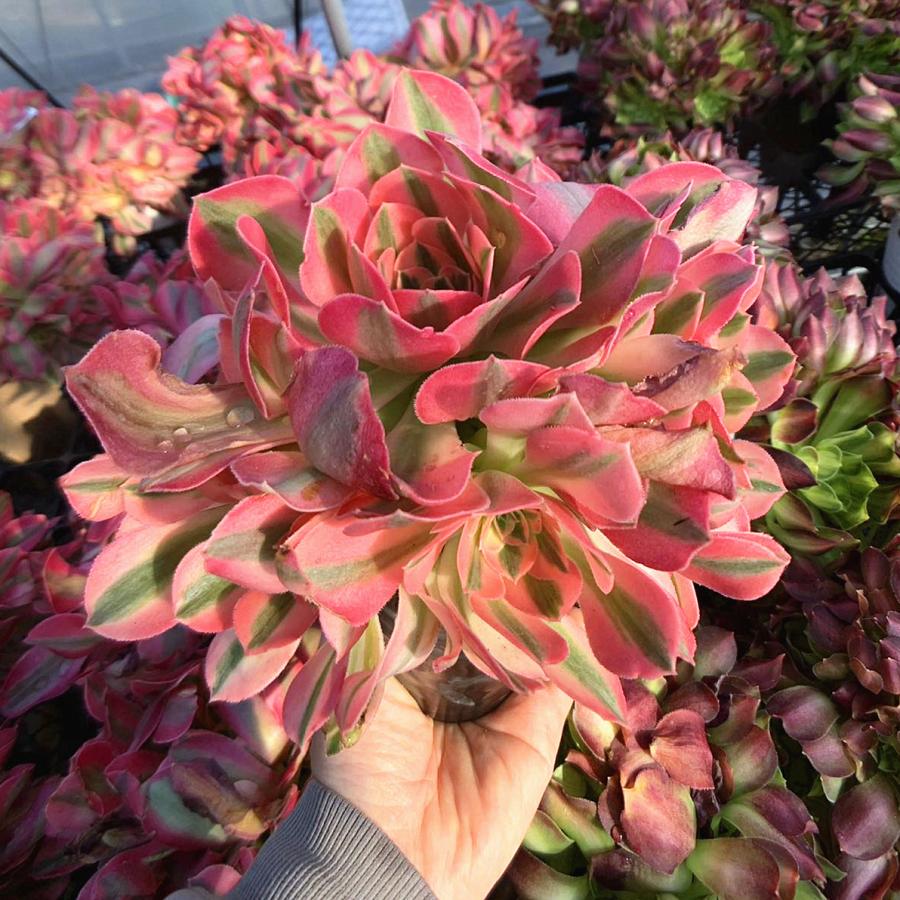 農園直売 多肉植物 寄せ植え アエオニウム属 アフラディティー（群