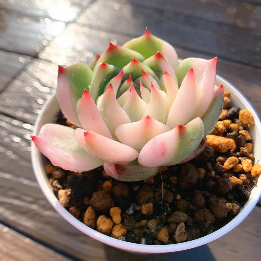 農園直売 多肉植物 寄せ植え エケベリア属 チワワエンシス錦（単）観葉