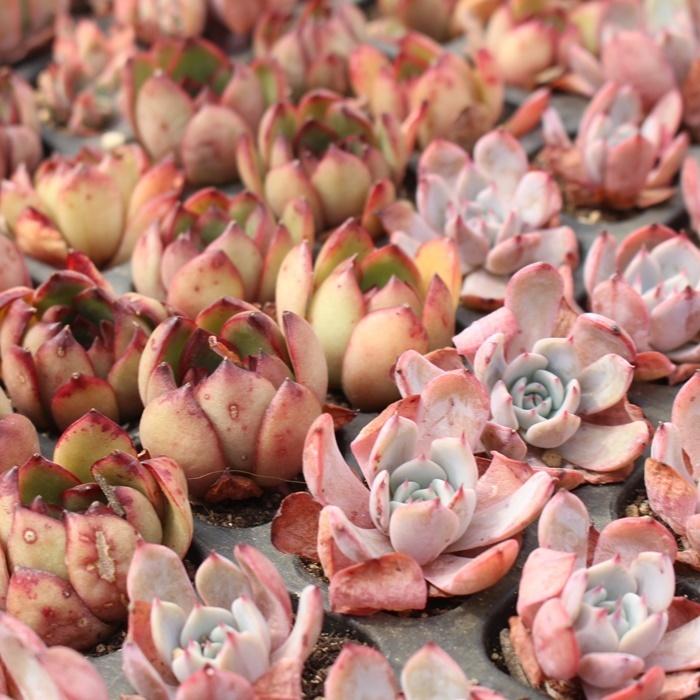 韓国苗 エケベリア おまかせ10種類セット 多肉植物 カット苗や根付き苗