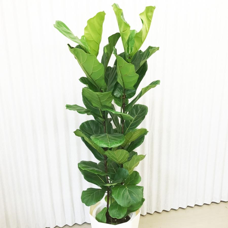 Jonald ⚠追加有り❗️】フィカスカシワバゴムノキ10号鉢② Jonald 様