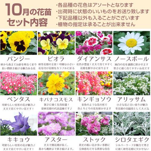 季節の花苗 おまかせセット 20ポット 1187 hananae-33 : 買援隊ヤフー
