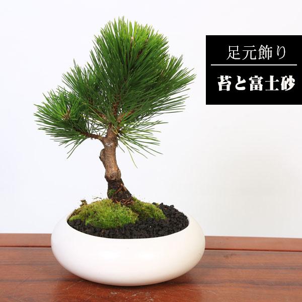 選べる盆栽 ：黒松（モダン陶器鉢)*苔と砂付き くろまつ クロマツ