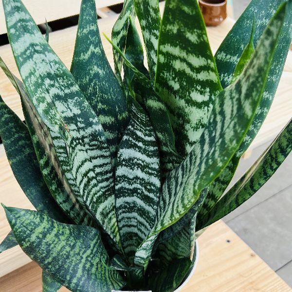 おしゃれ 観葉植物：サンスベリア ゼラニカ*Sansevieria zeylanica
