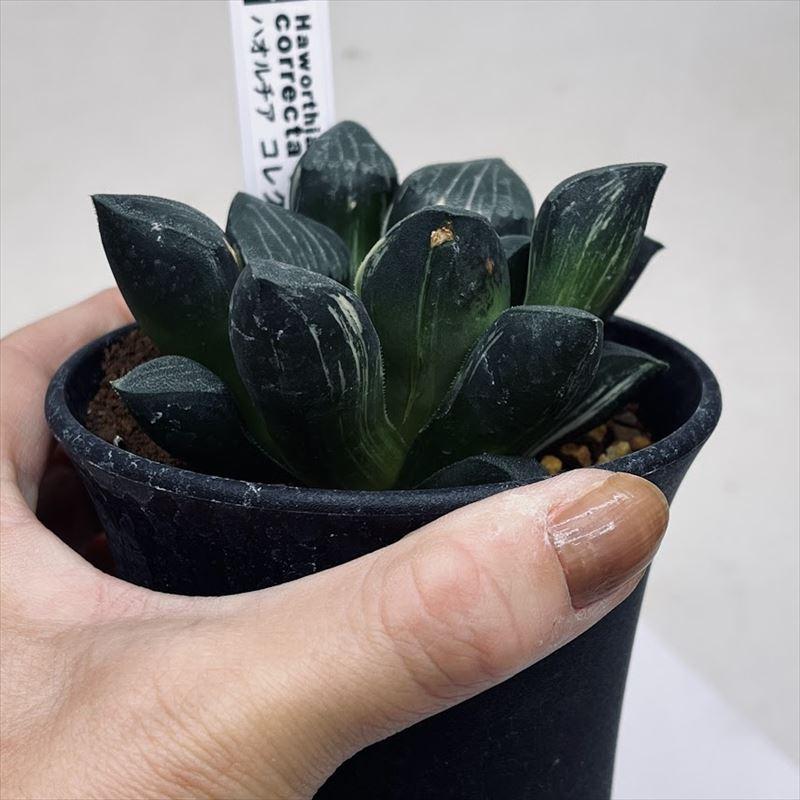 多肉植物：ハオルチア コレクタ錦*幅8cm 現品！一品限り : 遊恵盆栽
