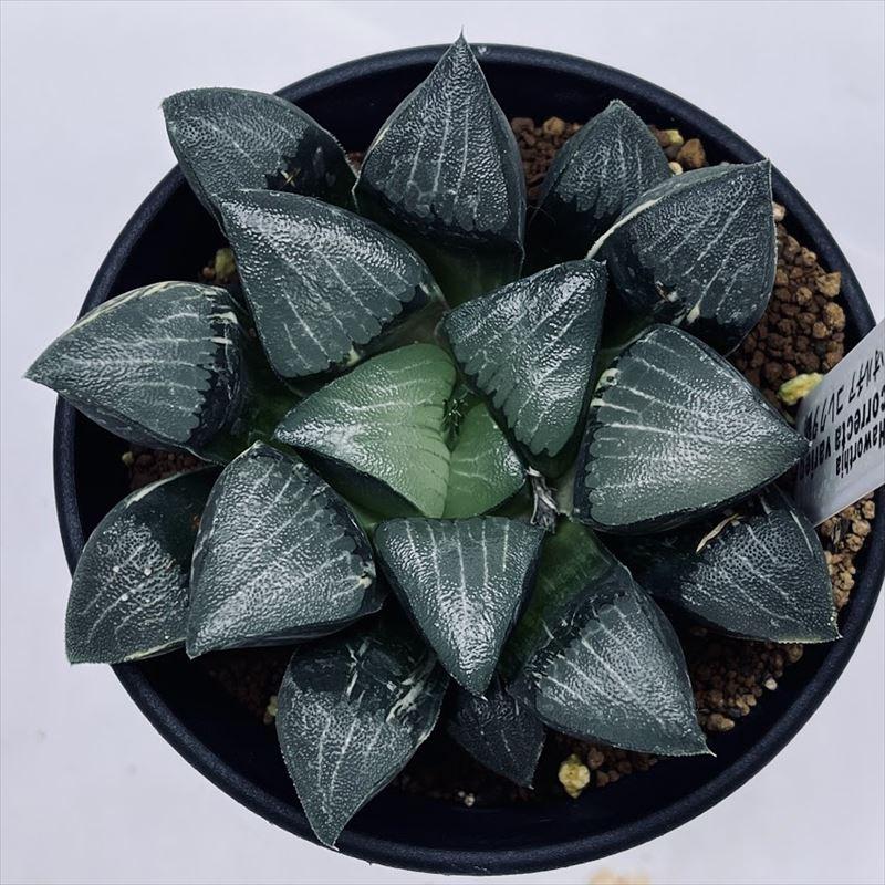 多肉植物：ハオルチア コレクタ錦*幅8cm 現品！一品限り : 遊恵盆栽