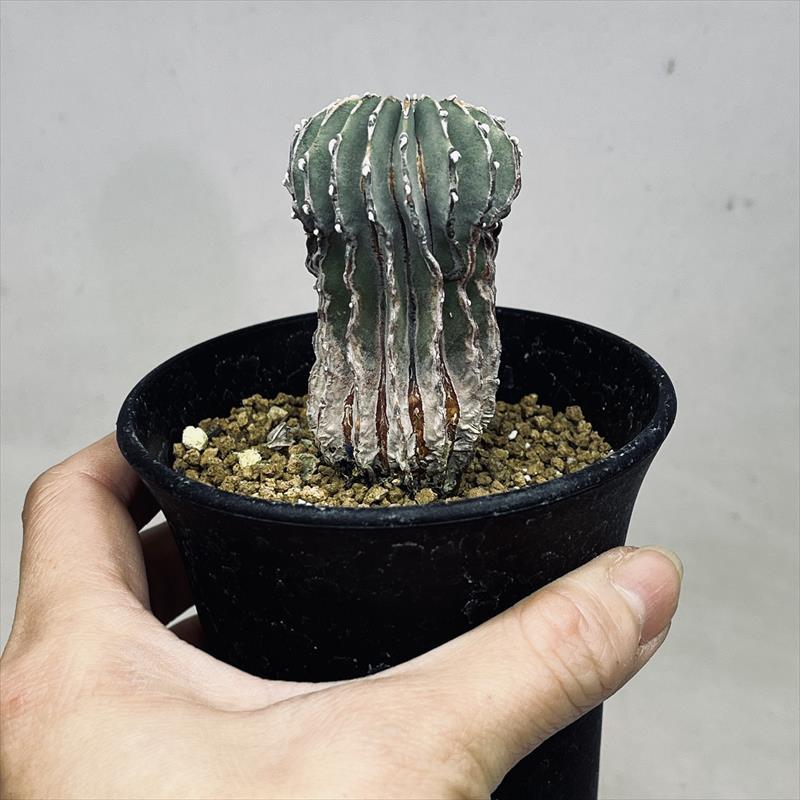 サボテン：ゲオヒントニア メキシカーナ 実生*幅4cm 現品！一品限り