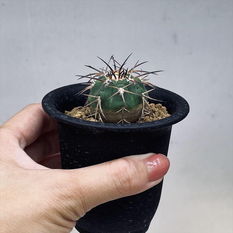 サボテン：ギムノカリキウム 天平丸 実生*幅3.5cm : 遊恵盆栽 Yahoo!店