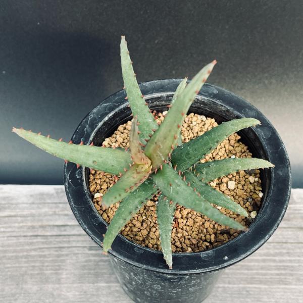 多肉植物：アロエ カスティロニアエ*幅10cm 現品！一品限り : 遊恵