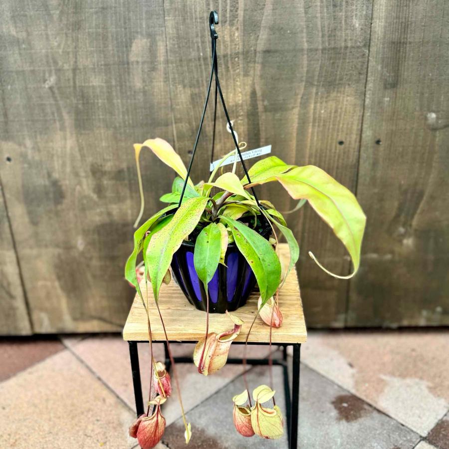 希少品種 観葉植物 食虫植物：ウツボカズラ ネペンテス バイキング