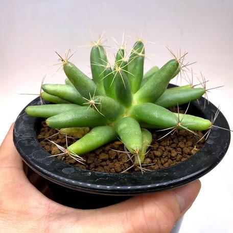 サボテン：ドリコテレ 金星 M*幅8.5cm : 遊恵盆栽 Yahoo!店 - 通販