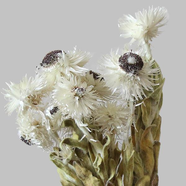 ドライフラワー 花材 即日出荷 【40％OFF】期間限定特価 ケープスノー