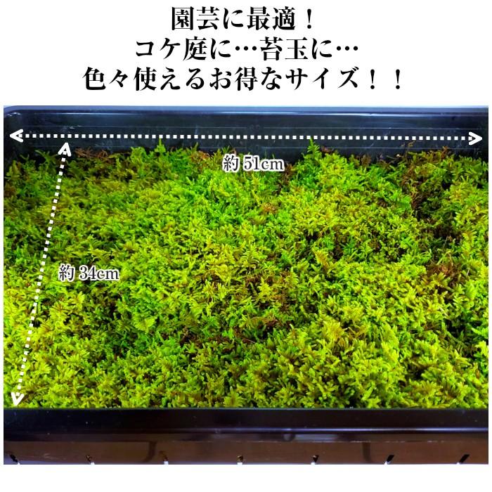 天然ハイゴケトレー1枚分(約51cm×34cm)】 苔 ハイゴケ 観葉植物 トレー