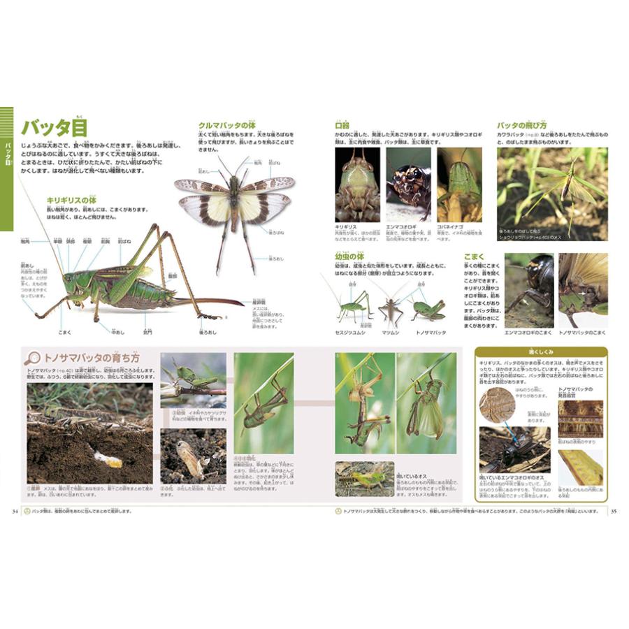 小学館の図鑑NEO［新版］昆虫 DVDつき（収納BOX付・送料無料・条件有