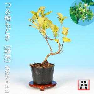 盆栽 八ッ房黄梅 オウバイ 小品盆栽 ミニ盆栽 盆栽素材 苗木 雑木 花物