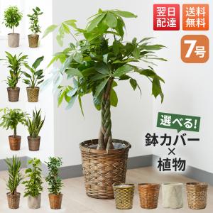 観葉植物：モンステラ エスケレート*5号 吊り鉢 Monstera esqueleto