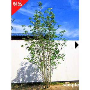 ホワイトラブ [ハナミズキ]樹高1.8m前後(根鉢含まず) シンボルツリー