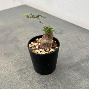 多肉植物）一点物 オペルクリカリア パキプス 実生苗 7号（1鉢）秋