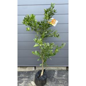夏みかんの木 約1.5m 現品発送 特大株 植木 苗木 大苗 蜜柑の木 果樹