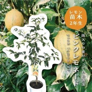 竜眼 取木苗 品種「大潤帝」（ロンガン、リュウガン、龍眼） : ちた