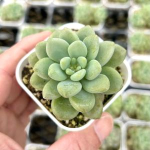多肉植物 セダム ドラゴンズブラッド 7.5cmポット苗 : ハニーミント