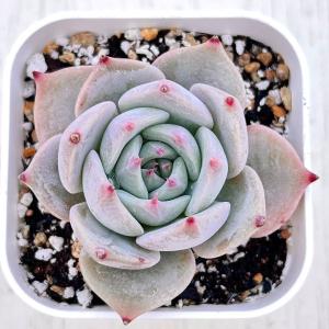 日本花キ流通 多肉植物 caアエオニウム スーパーバン 多肉植物