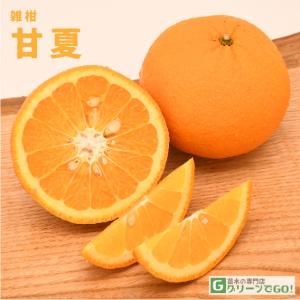 オレンジ 苗木 【紅甘夏 （べにあまなつ）】 3年生 接ぎ木 約1.0m 大苗