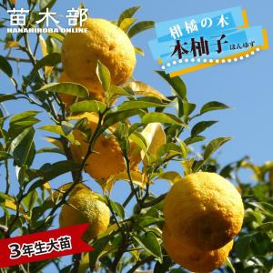 柚子 苗木 獅子柚子 （鬼柚子） 3年生接木大苗 シシユズ オニユズ 産地