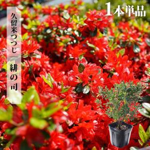 みかん 苗木 早生デコポン 不知火 3年生接木大苗 産地で剪定済 1.0m苗