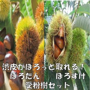 栗 果樹 苗木 大実 天津甘栗 1年生接木苗 4.5号 (直径13.5cm)ポット