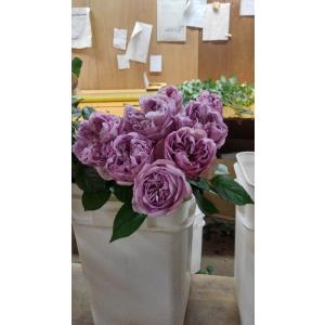 バラ苗 kn576ユニーク4号 今井清作出 切り花品種接ぎ木（植え替えず