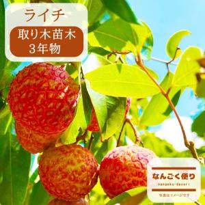 ライチ 苗木 （フォンフェイ）4年もの（取り木苗木）苗 : なんごく便り