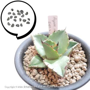 アガベの種子 オテロイ Agave oteroi : SEEDSTOCK ヤフーショップ