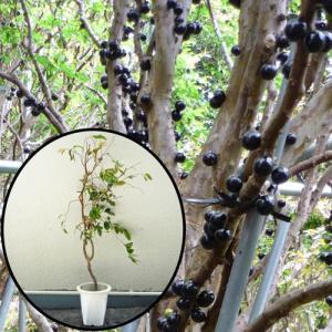 ジャボチカバ苗（四季なり種）実生苗3年苗 : りゅうか商事 - 通販