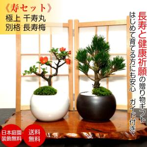 中品盆栽：糸魚川真柏【現品】*【大型ヤマト便配送】 【送料無料