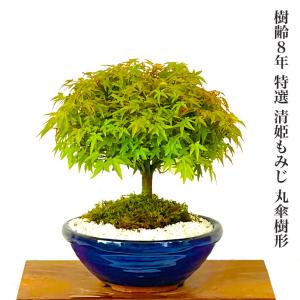 津山檜盆栽 ミニ盆栽 bonsai ぼんさい ひのき 初心者 入門 ギフト