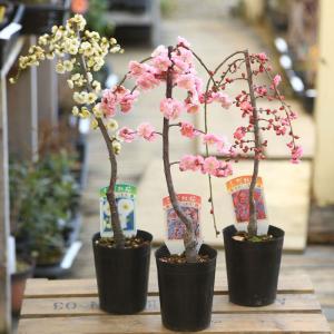 しだれ梅】（赤） 接木苗 枝垂れ梅（シダレウメ）[果樹苗木・花梅・は