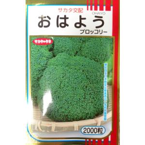 サカタのタネ（サカタノタネ） ブロッコリー おはよう 2000粒 （株