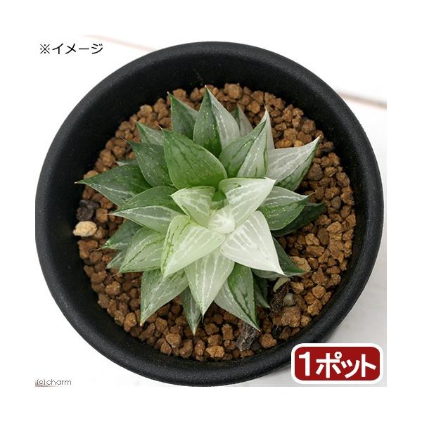 チャーム（charm） （多肉植物）ハオルチア 氷砂糖 2．5〜3号（1鉢