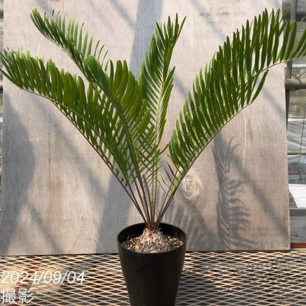 akatsukagarden_n10006689