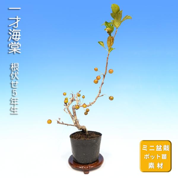 盆栽 一才海棠 カイドウ リンゴ 小品盆栽 ミニ盆栽 花物 実物 盆栽素材