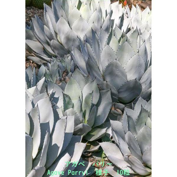 多肉植物 種子 種 アガベ パリー Agave parryi ssp. Parryi 吉祥天