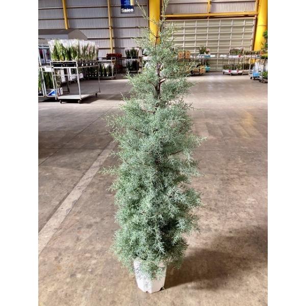 コニファー ブルーアイス 10号 観葉植物 鉢植え 苗 苗木 木 販売 送料