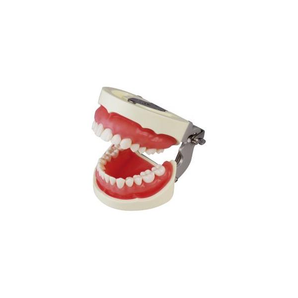 補綴修復用顎模型(NISSIN DENTAL MODEL) (D16FE-500A(GSF)-QF) : 歯科