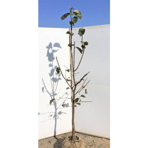 daifukujyubyou_taisyuukaki18